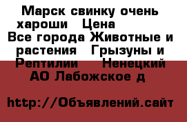 Марск свинку очень хароши › Цена ­ 2 000 - Все города Животные и растения » Грызуны и Рептилии   . Ненецкий АО,Лабожское д.